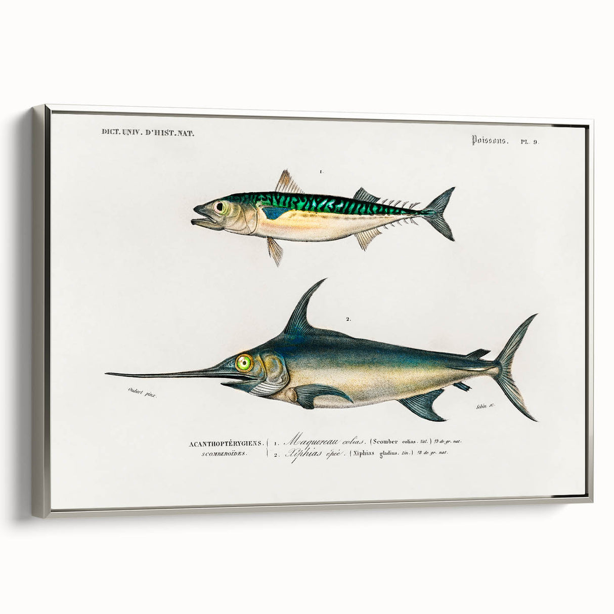 Romantic Era Art: Fish Illustrations by Charles Dessalines d’Orbigny