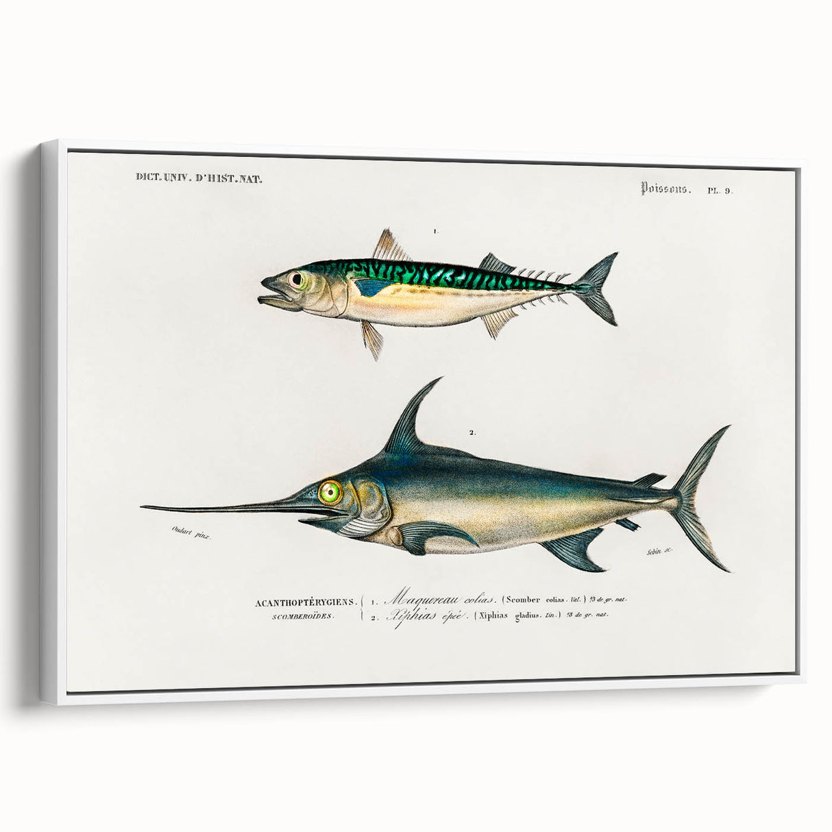 Romantic Era Art: Fish Illustrations by Charles Dessalines d’Orbigny