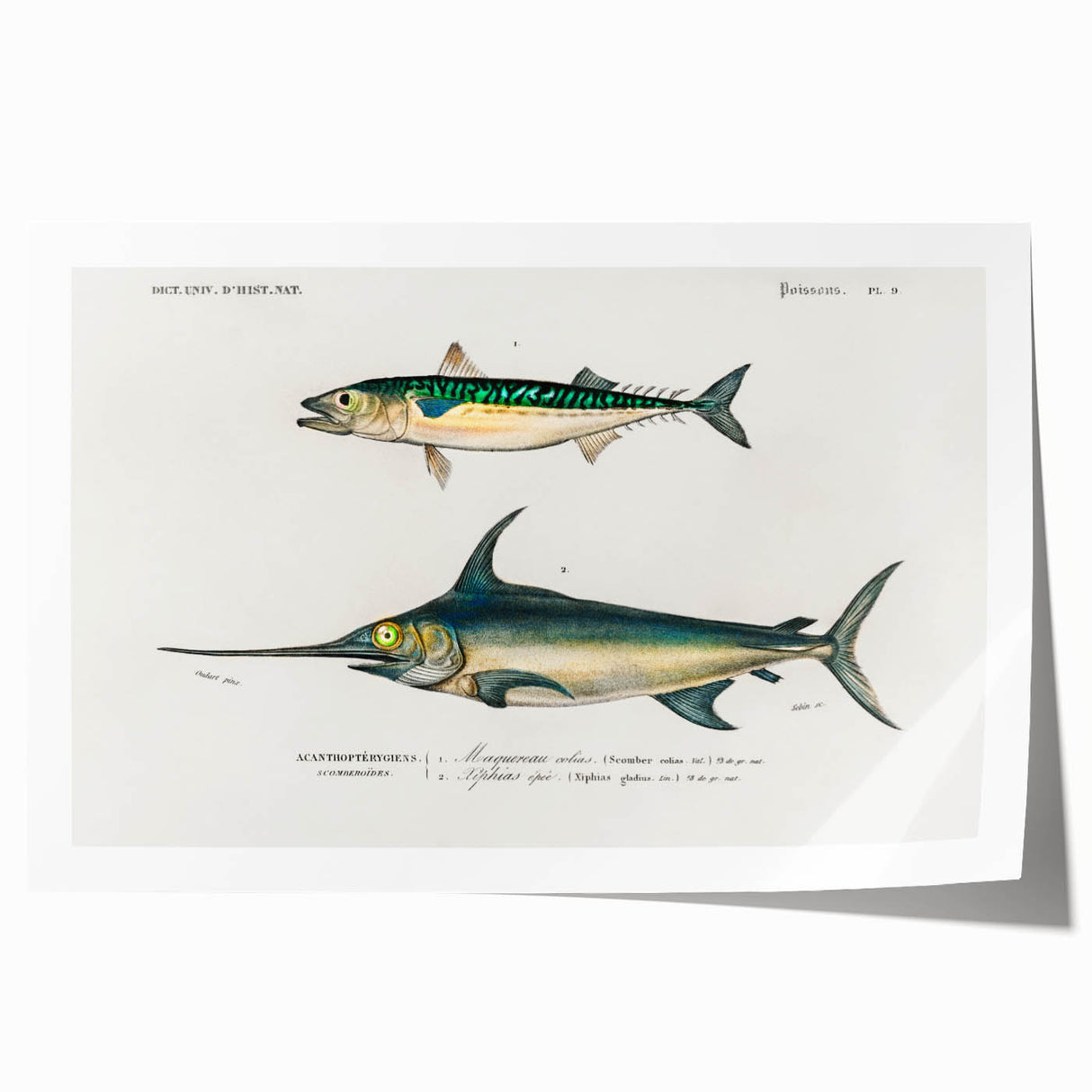 Romantic Era Art: Fish Illustrations by Charles Dessalines d’Orbigny