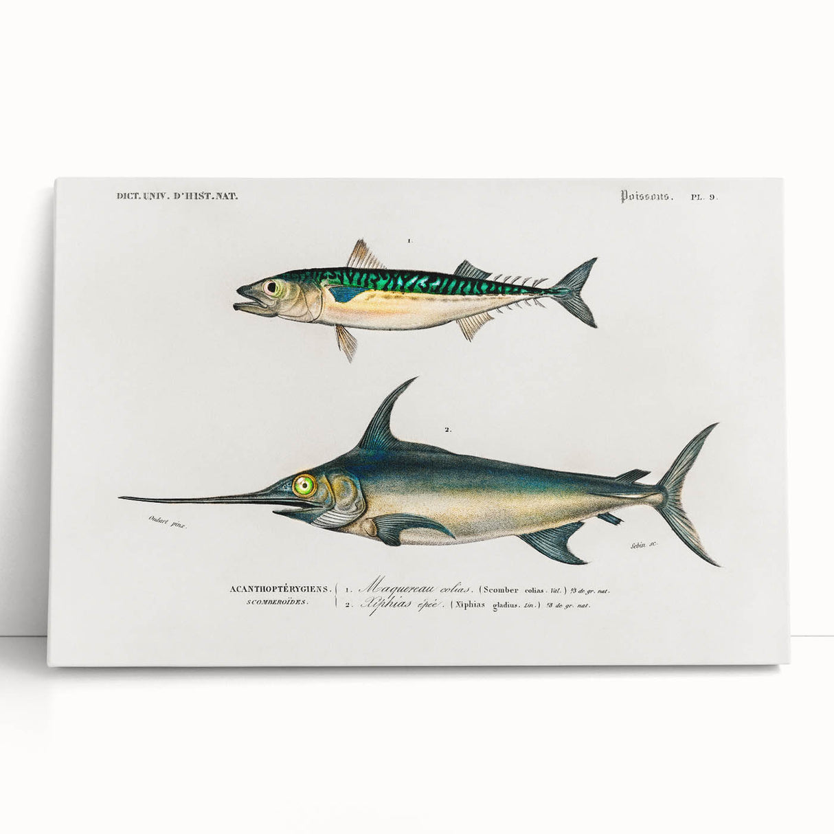 Romantic Era Art: Fish Illustrations by Charles Dessalines d’Orbigny