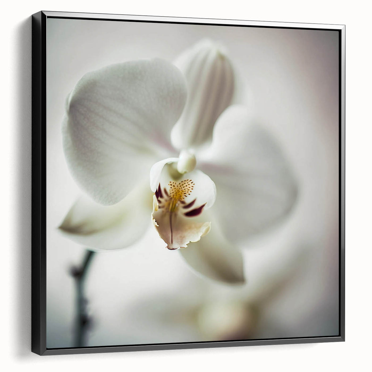 Framed canvas wall art showcasing an abstract floral design with vibrant colors against a black backdrop. Ideal for modern home decor and artistic interiors.