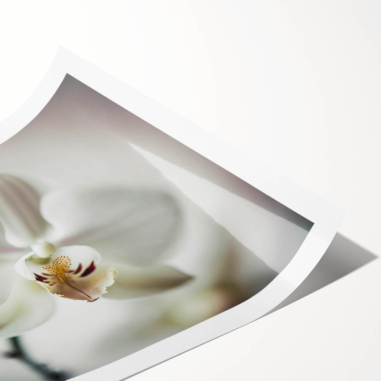 Vibrant abstract floral wall art print showcasing bold colors and intricate designs, rolled for easy shipping, perfect for modern home decor enhancement.