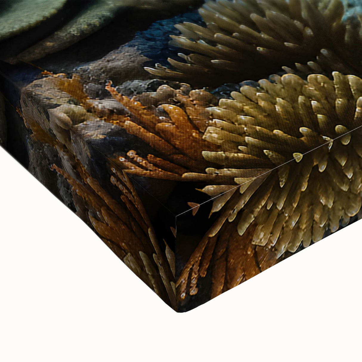 Black and white stretched canvas featuring the Great Barrier Reef landscape, ideal for bedroom wall art.