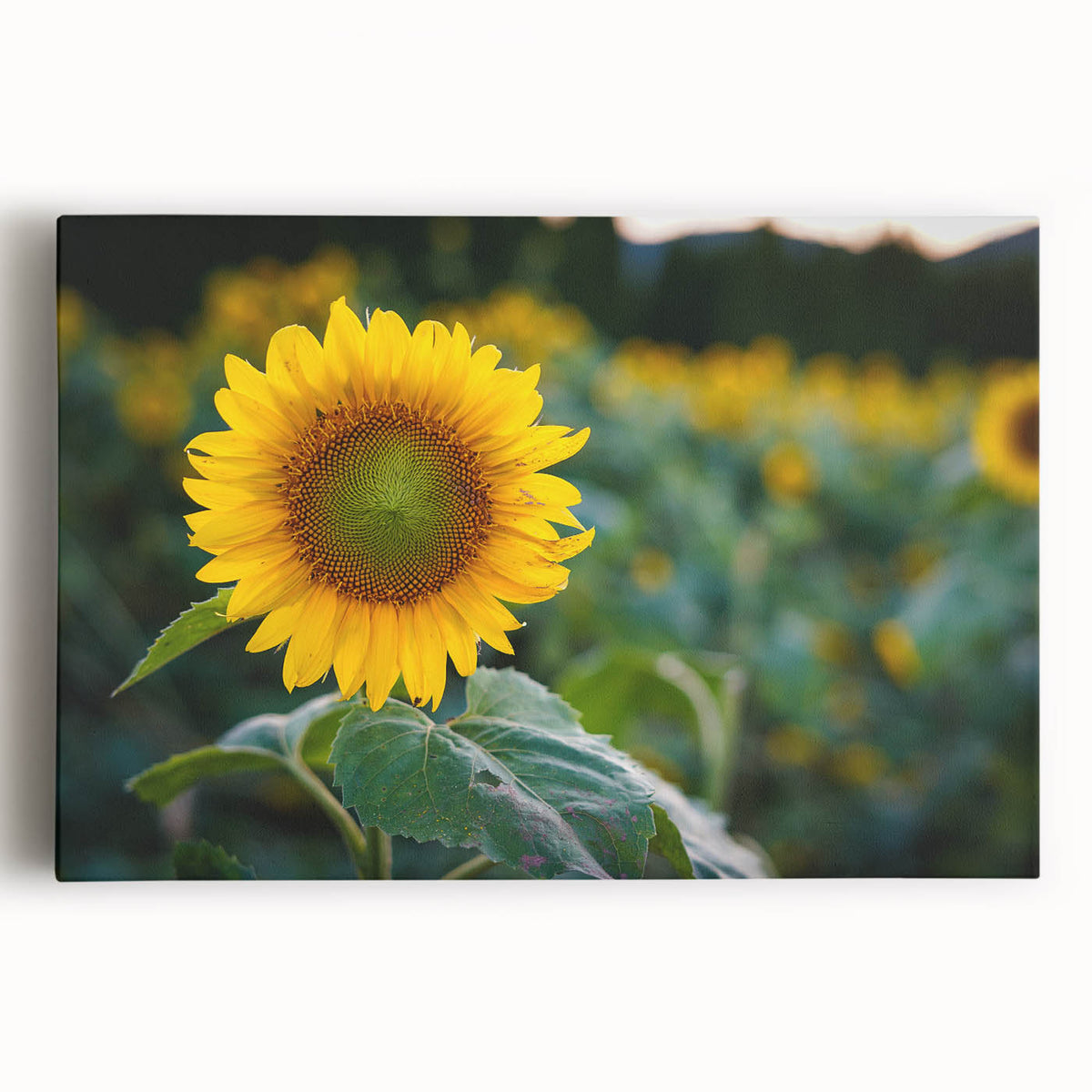 Black and white stretched canvas of Pennsylvania scenery, ideal for kitchen wall art.