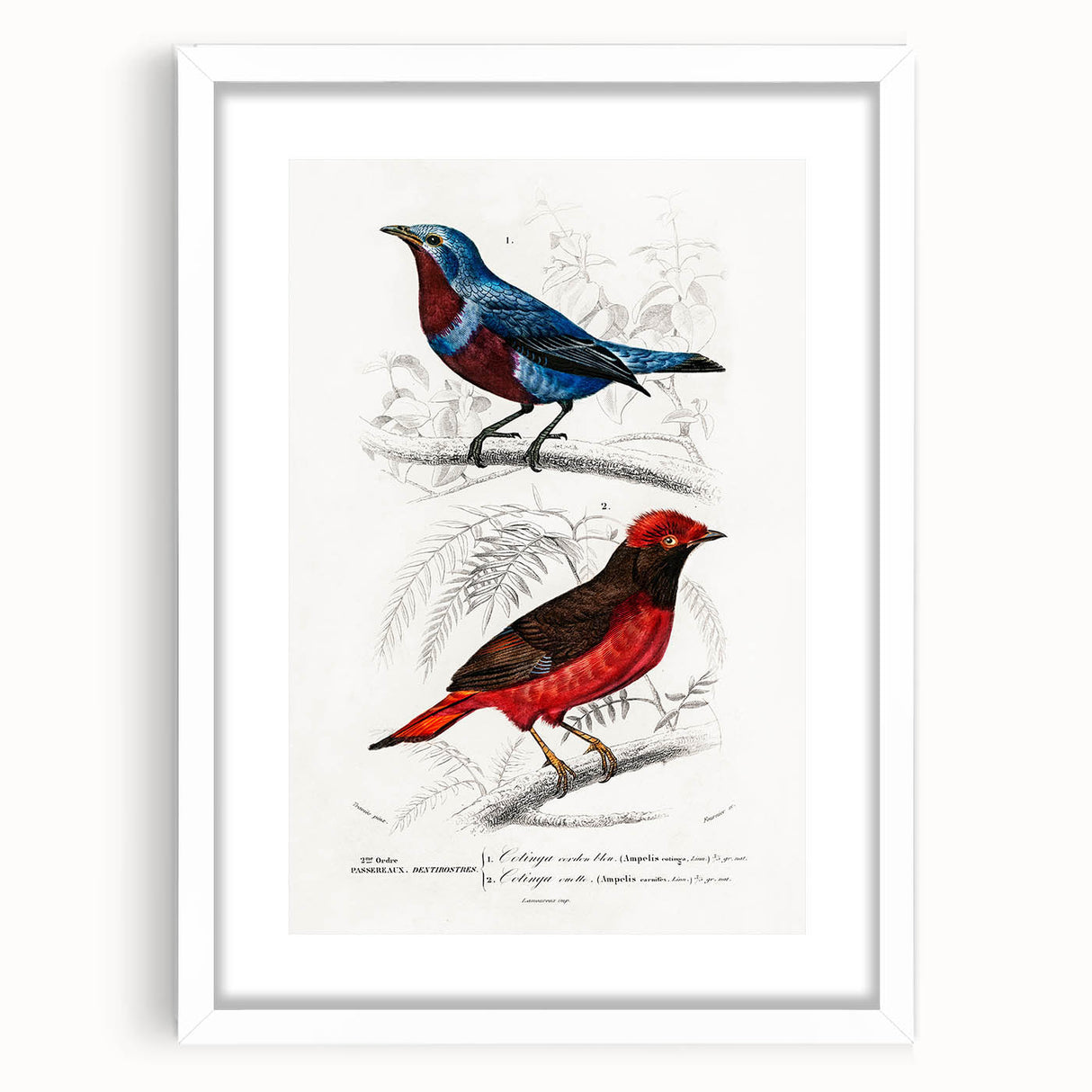 Romantic Era Art: Exotic Bird Illustrations by Charles Dessalines d’Orbigny
