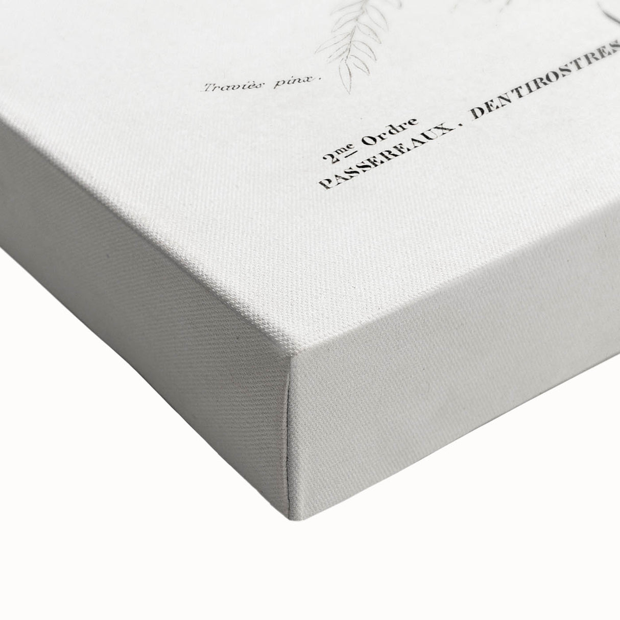 Romantic Era Art: Exotic Bird Illustrations by Charles Dessalines d’Orbigny