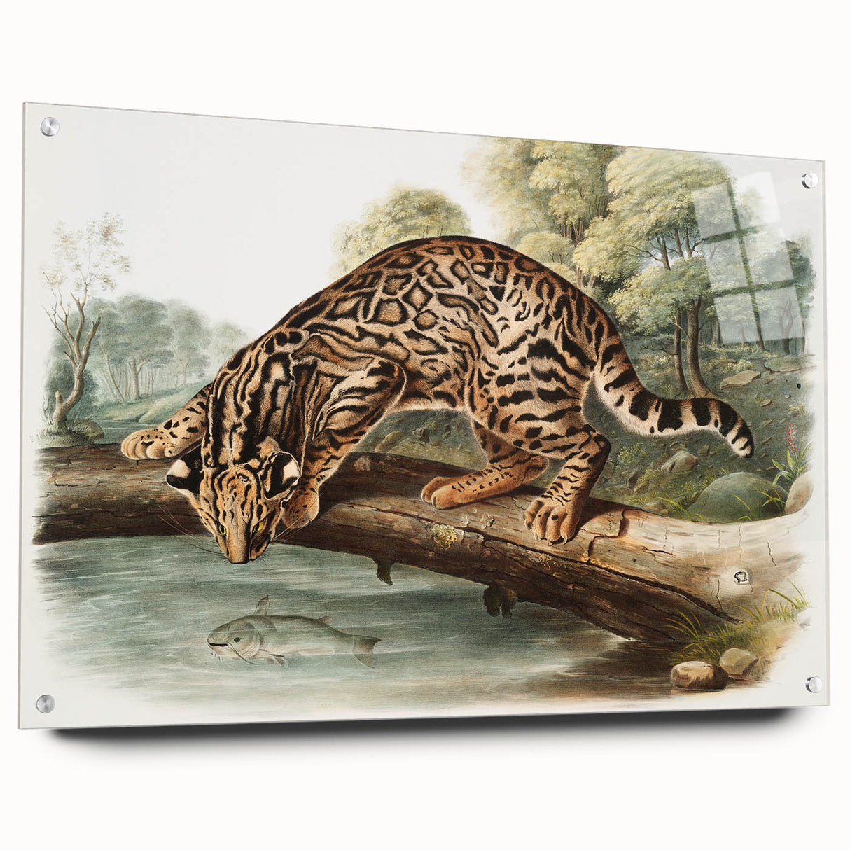 Romantic Era Art: "Ocelot or Leopard Cat" by John Woodhouse Audubon