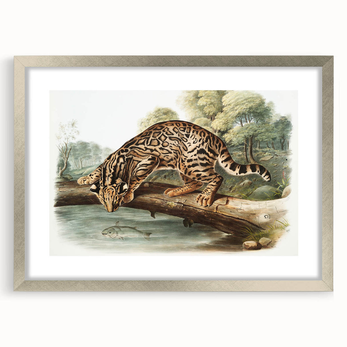 Romantic Era Art: "Ocelot or Leopard Cat" by John Woodhouse Audubon