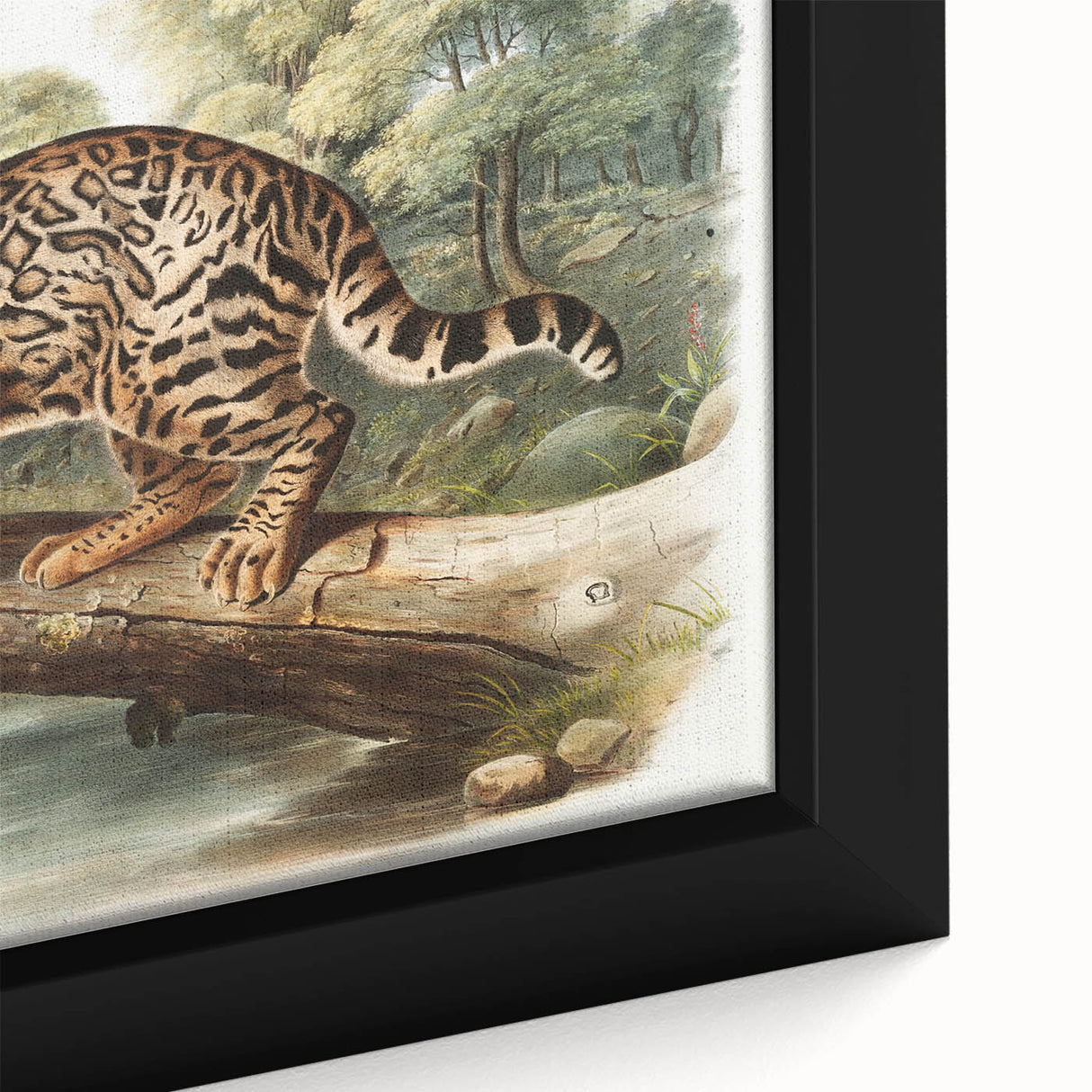 Romantic Era Art: "Ocelot or Leopard Cat" by John Woodhouse Audubon