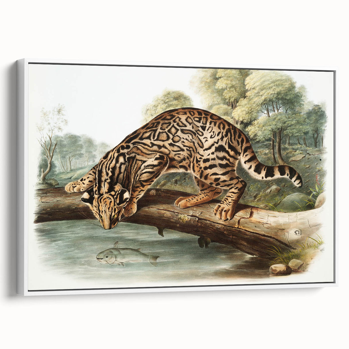 Romantic Era Art: "Ocelot or Leopard Cat" by John Woodhouse Audubon