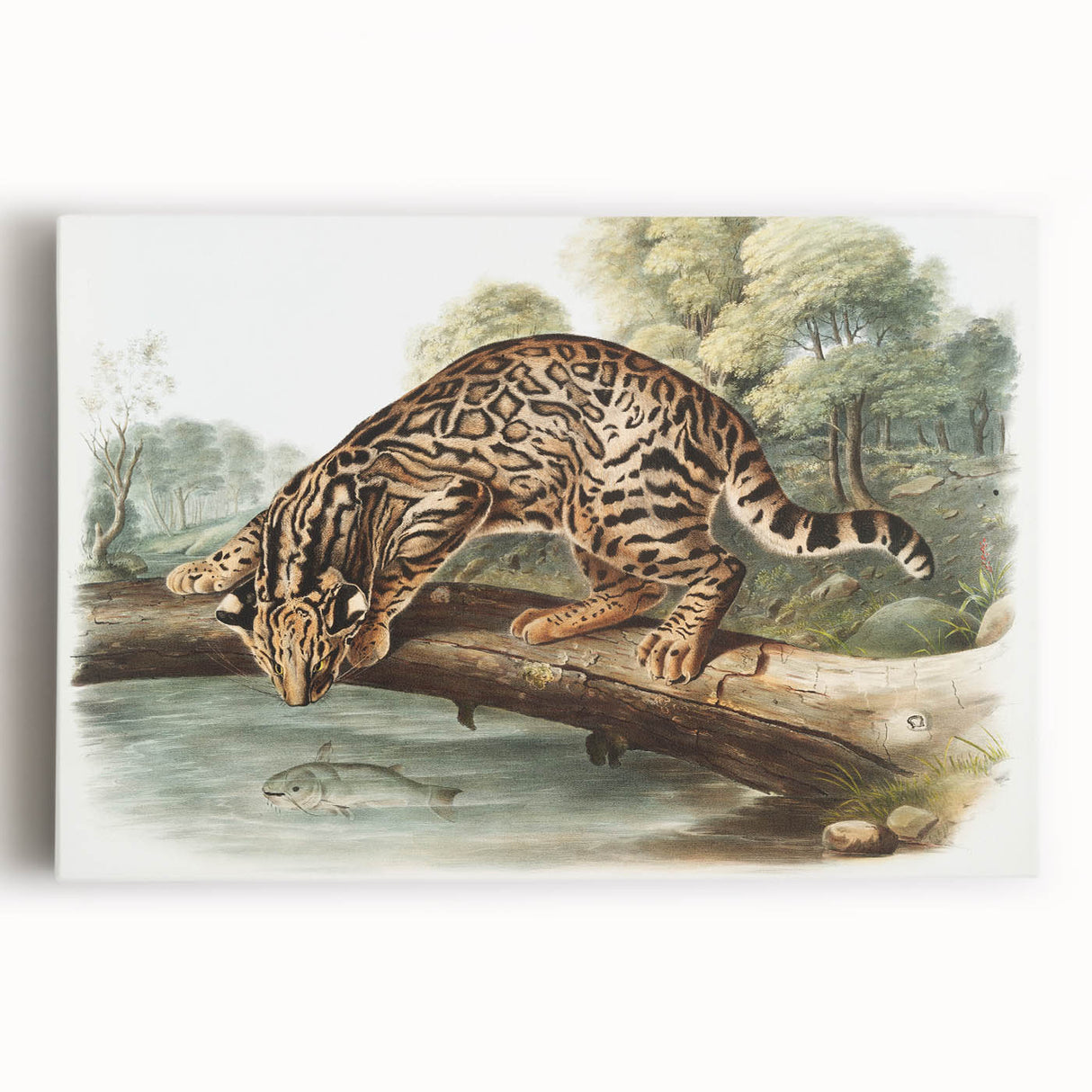 Romantic Era Art: "Ocelot or Leopard Cat" by John Woodhouse Audubon
