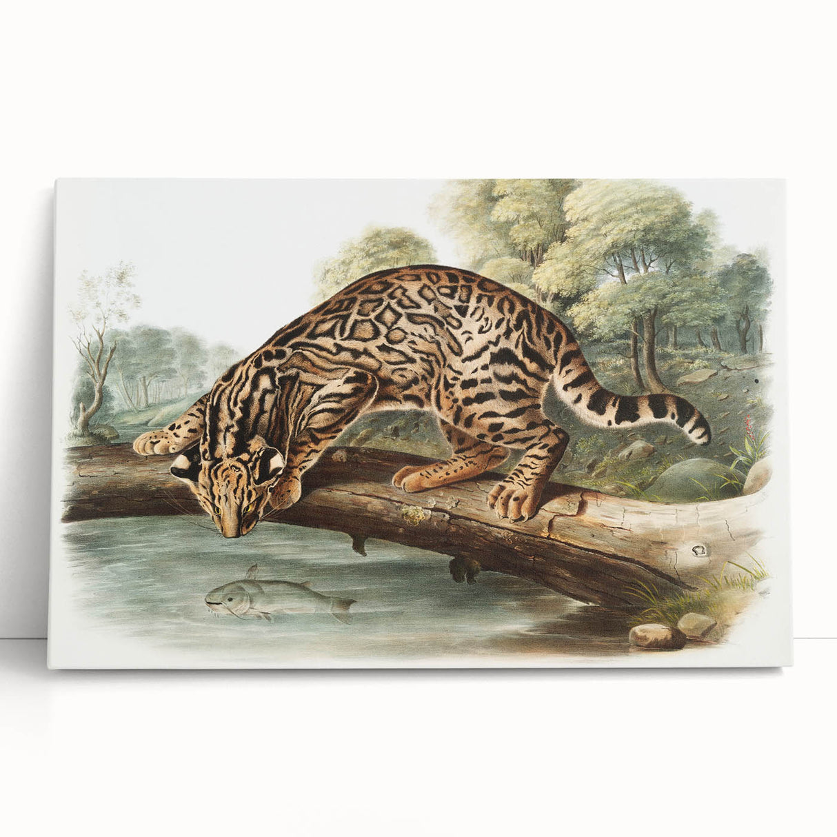 Romantic Era Art: "Ocelot or Leopard Cat" by John Woodhouse Audubon