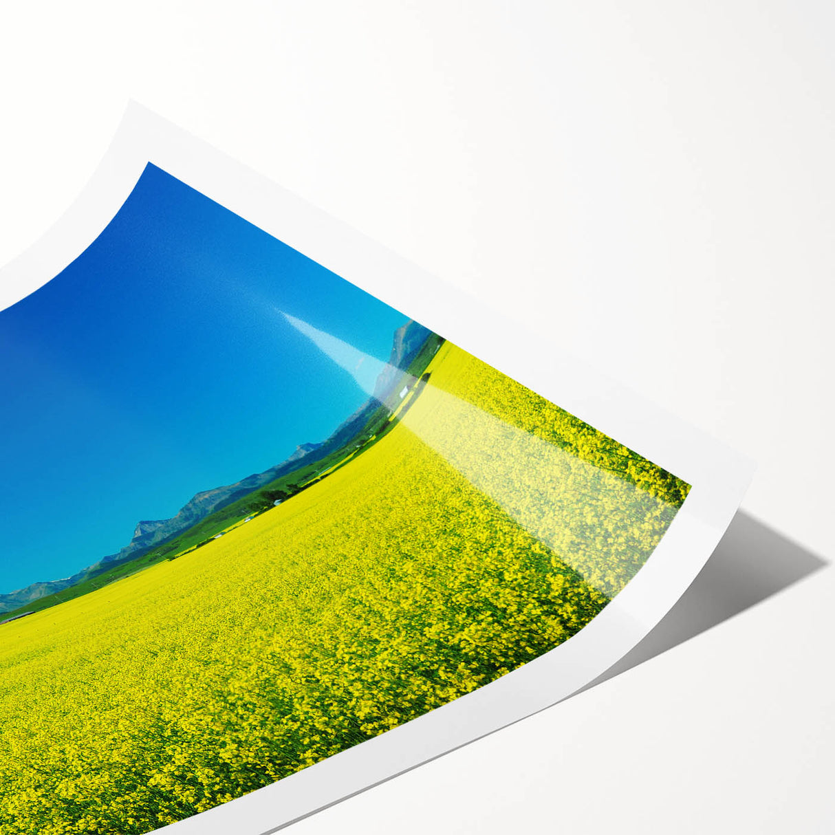 Extra large wall art featuring line art flowers in muted earth tones on a rolled canvas.