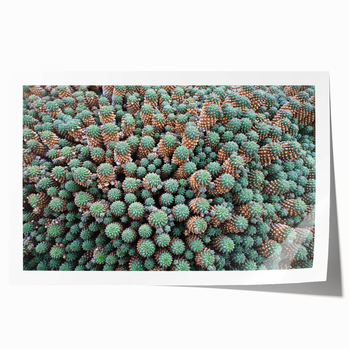 Rolled print of a European scenery with vibrant floral elements on a large canvas, ideal for dining room decor.