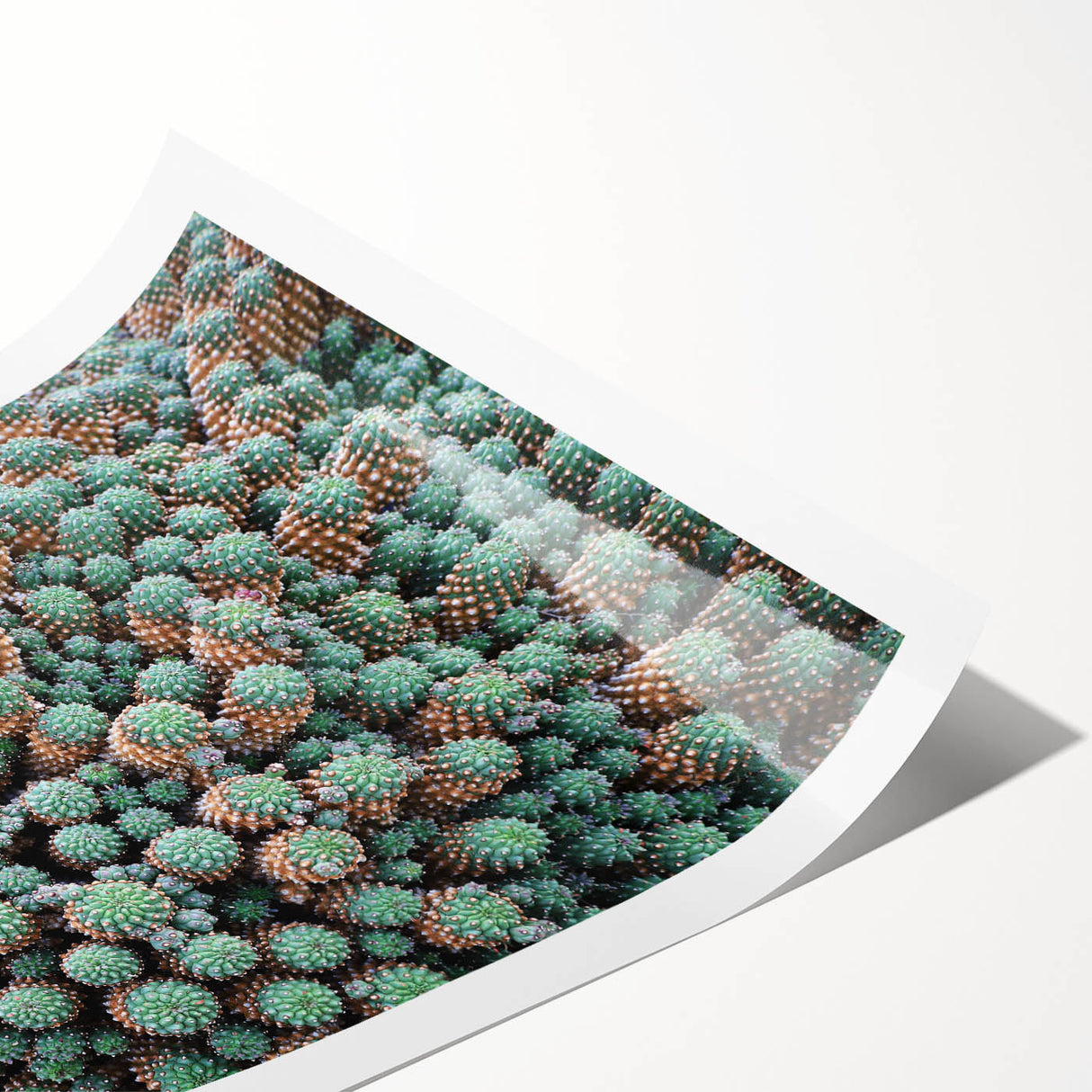 Extra large wall art featuring line art flowers in muted earth tones on rolled canvas.