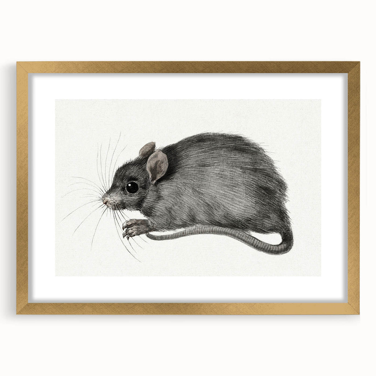 Romanticism Art - Study of a Mouse - Classic Romantic Animal Print