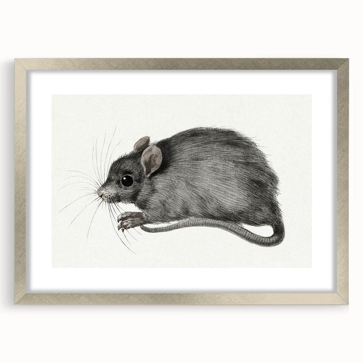 Romanticism Art - Study of a Mouse - Classic Romantic Animal Print