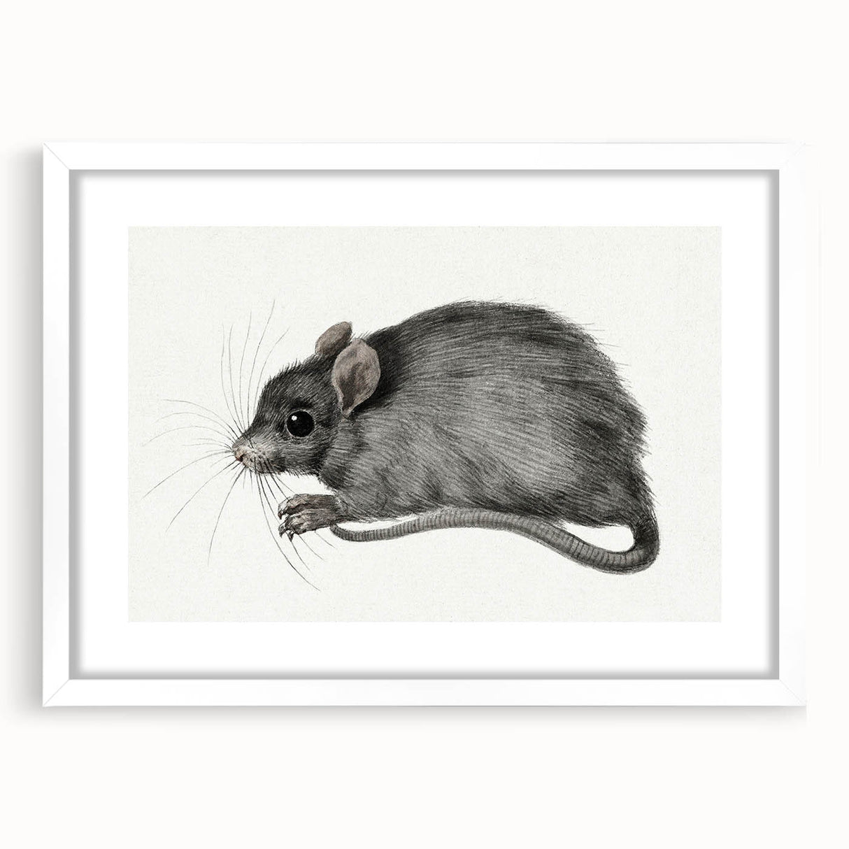 Romanticism Art - Study of a Mouse - Classic Romantic Animal Print