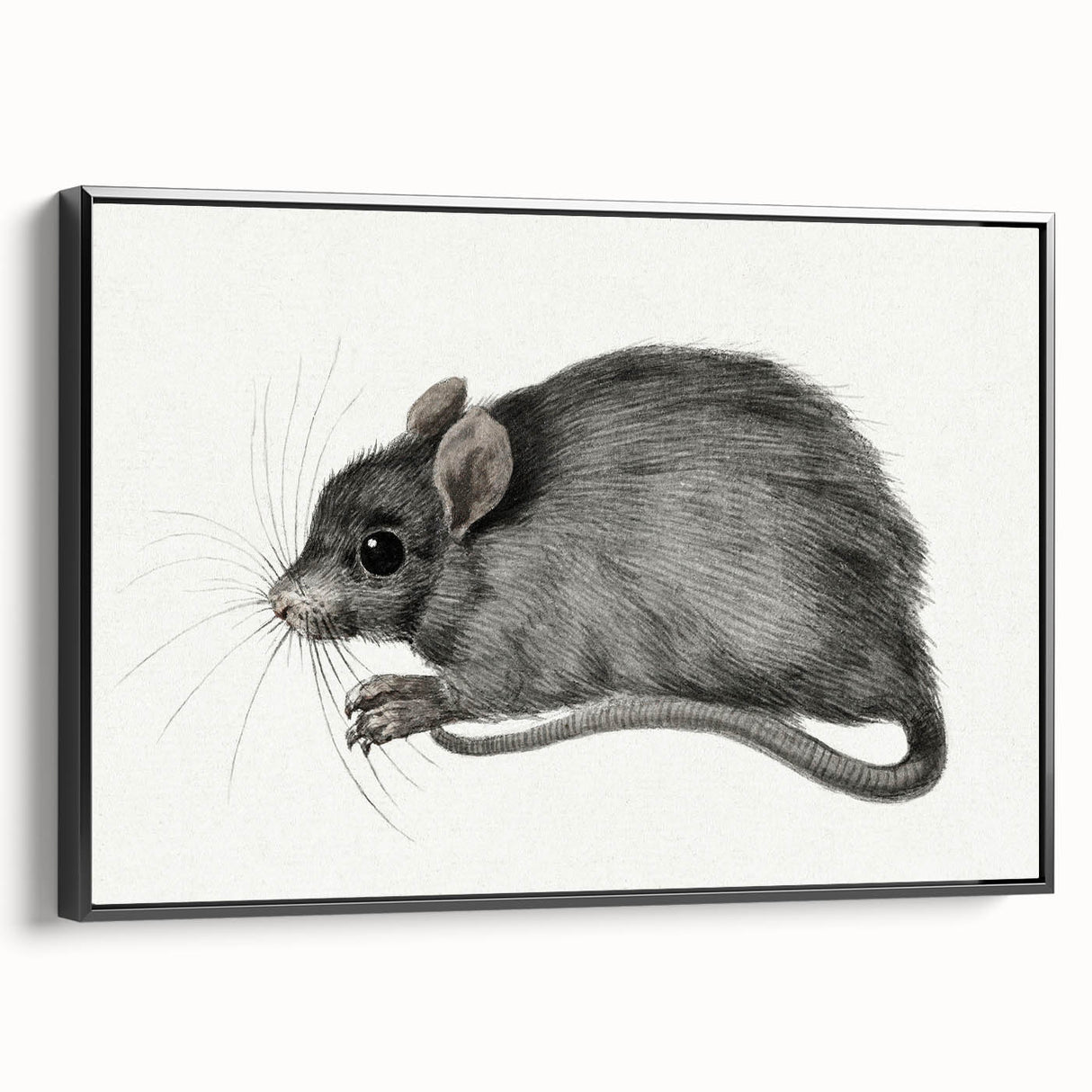 Romanticism Art - Study of a Mouse - Classic Romantic Animal Print