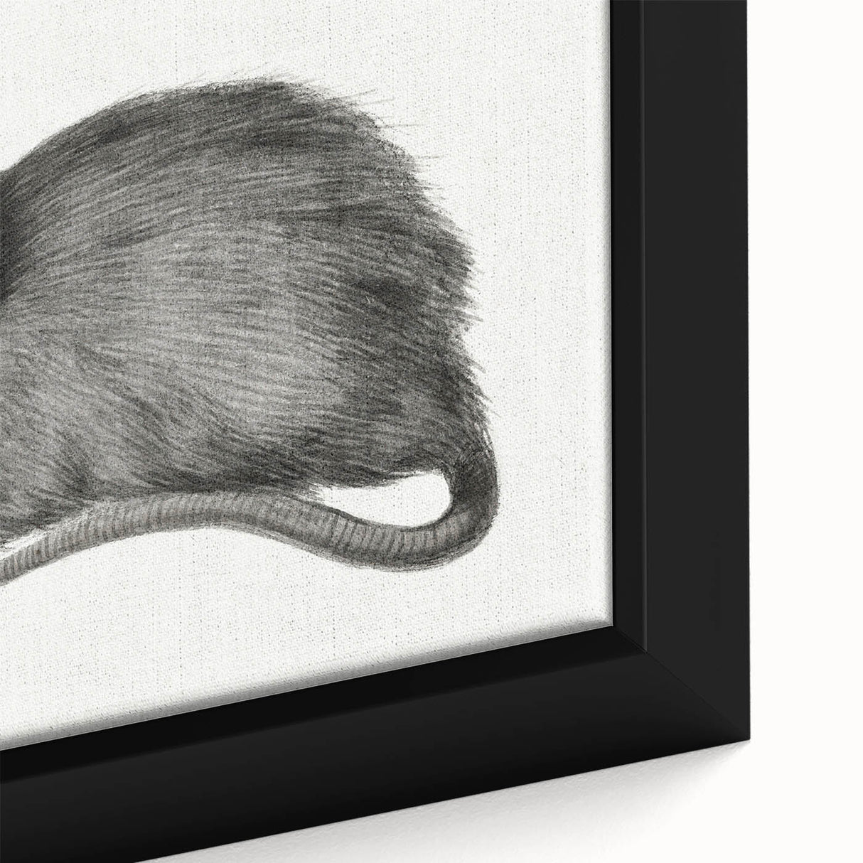 Romanticism Art - Study of a Mouse - Classic Romantic Animal Print