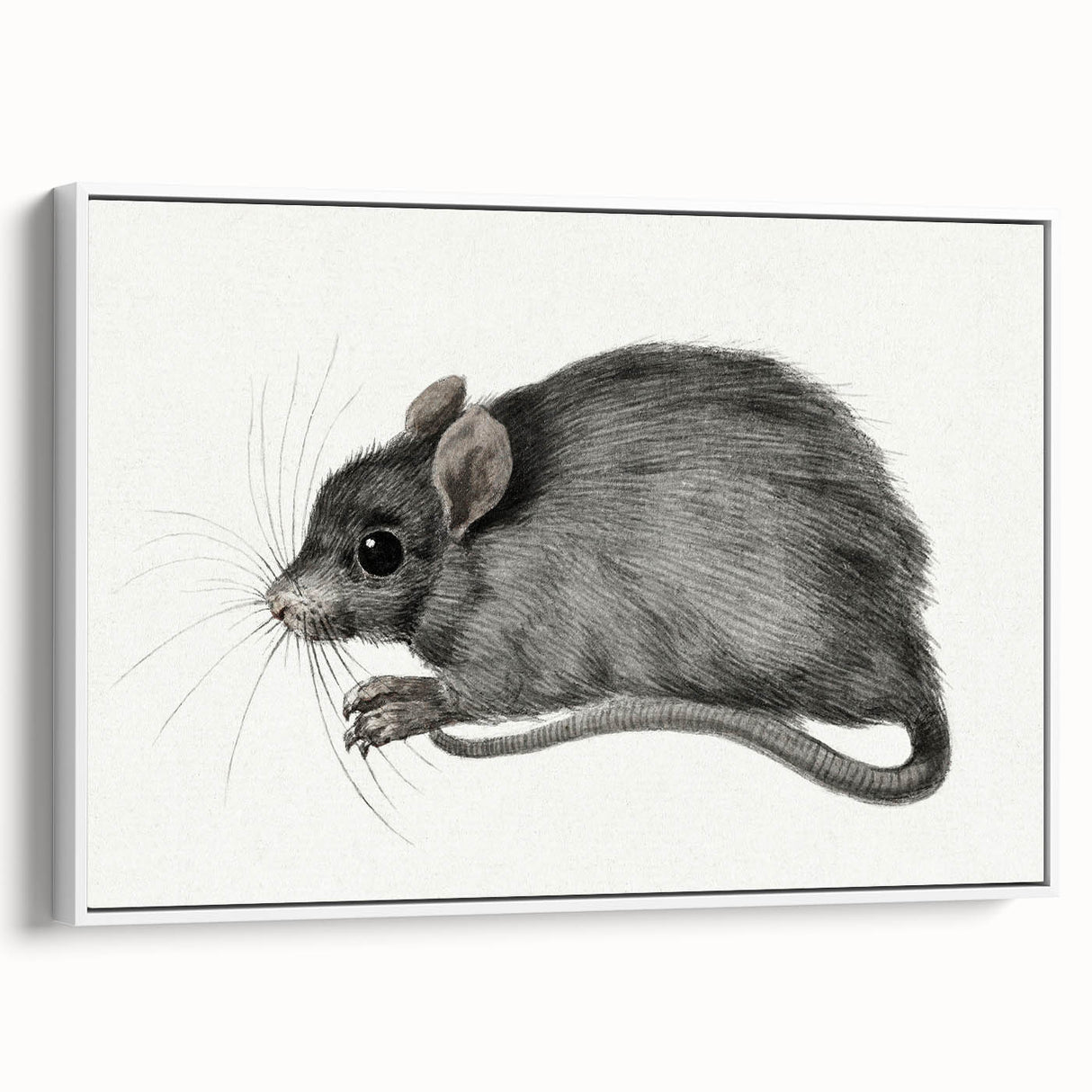 Romanticism Art - Study of a Mouse - Classic Romantic Animal Print