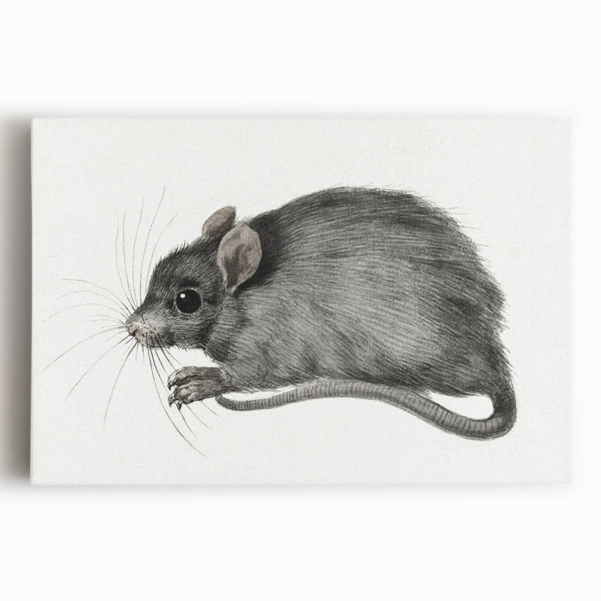 Romanticism Art - Study of a Mouse - Classic Romantic Animal Print