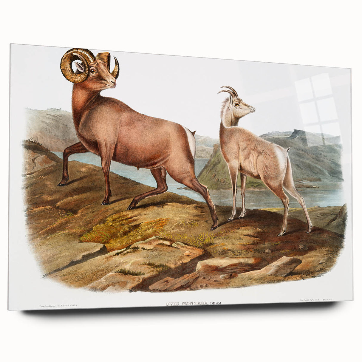 RomanticRomanticism Art - Rocky Mountain Sheep - Classic Animal Printism Art - Marriage A-la-Mode 3 - Classic Romantic Print (Copy)