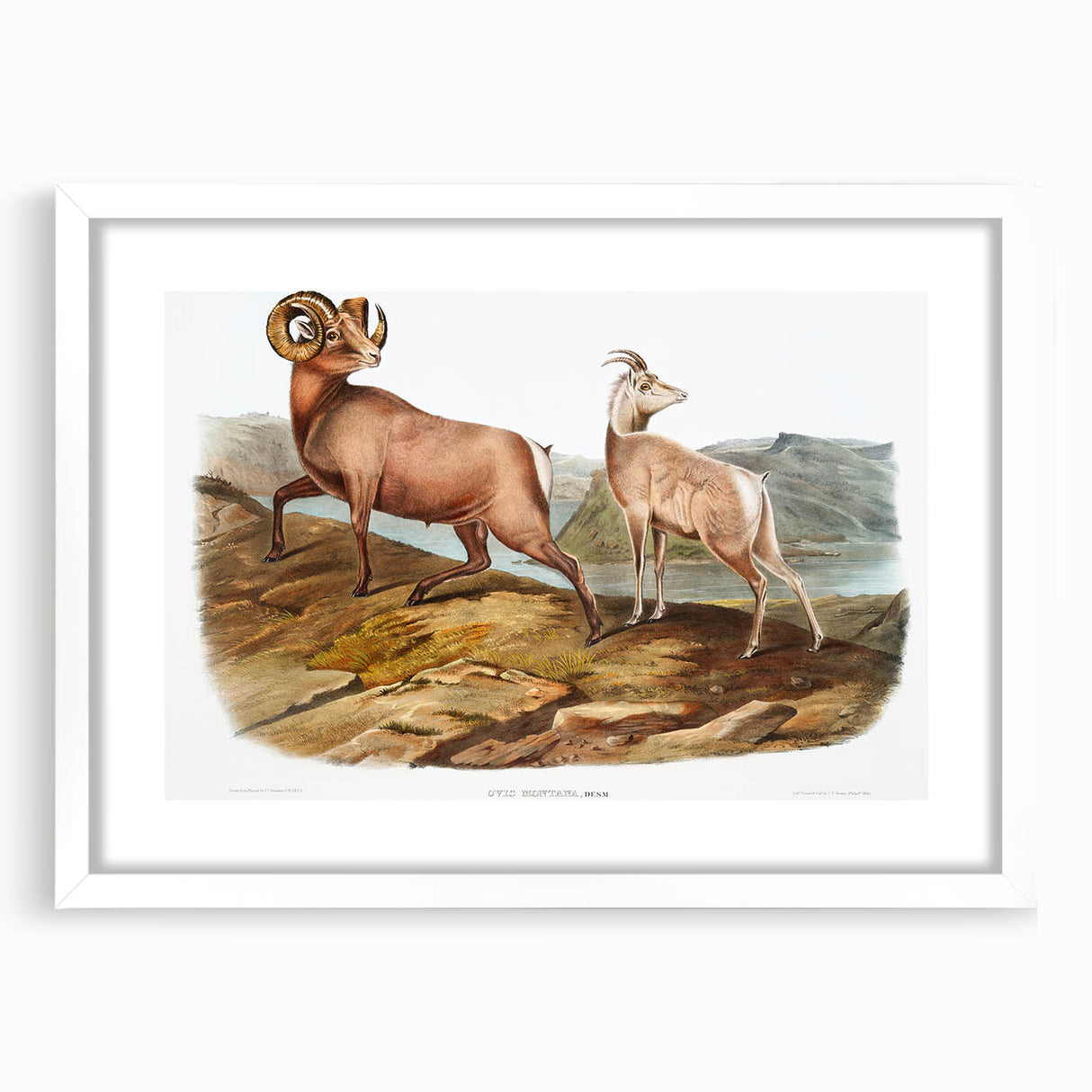 RomanticRomanticism Art - Rocky Mountain Sheep - Classic Animal Printism Art - Marriage A-la-Mode 3 - Classic Romantic Print (Copy)