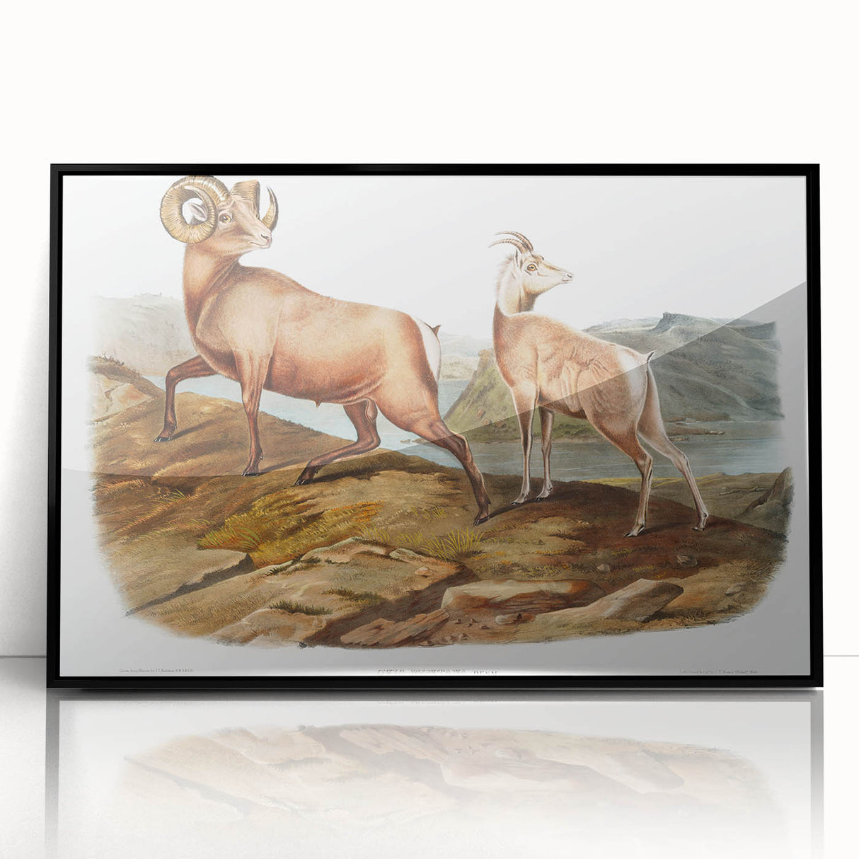 RomanticRomanticism Art - Rocky Mountain Sheep - Classic Animal Printism Art - Marriage A-la-Mode 3 - Classic Romantic Print (Copy)