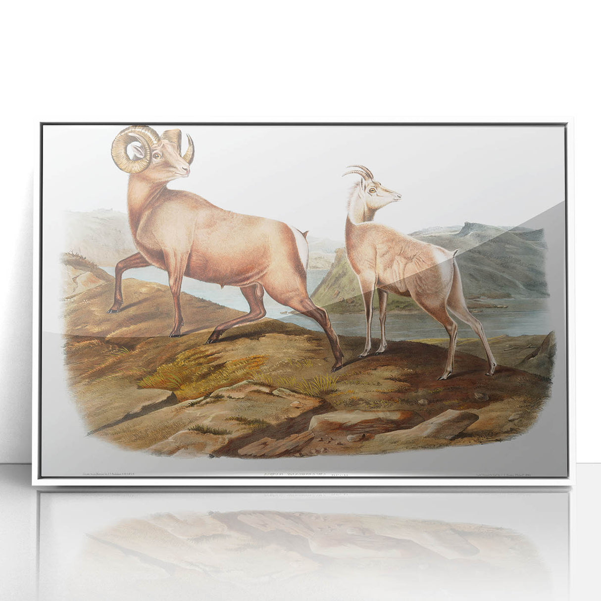 RomanticRomanticism Art - Rocky Mountain Sheep - Classic Animal Printism Art - Marriage A-la-Mode 3 - Classic Romantic Print (Copy)