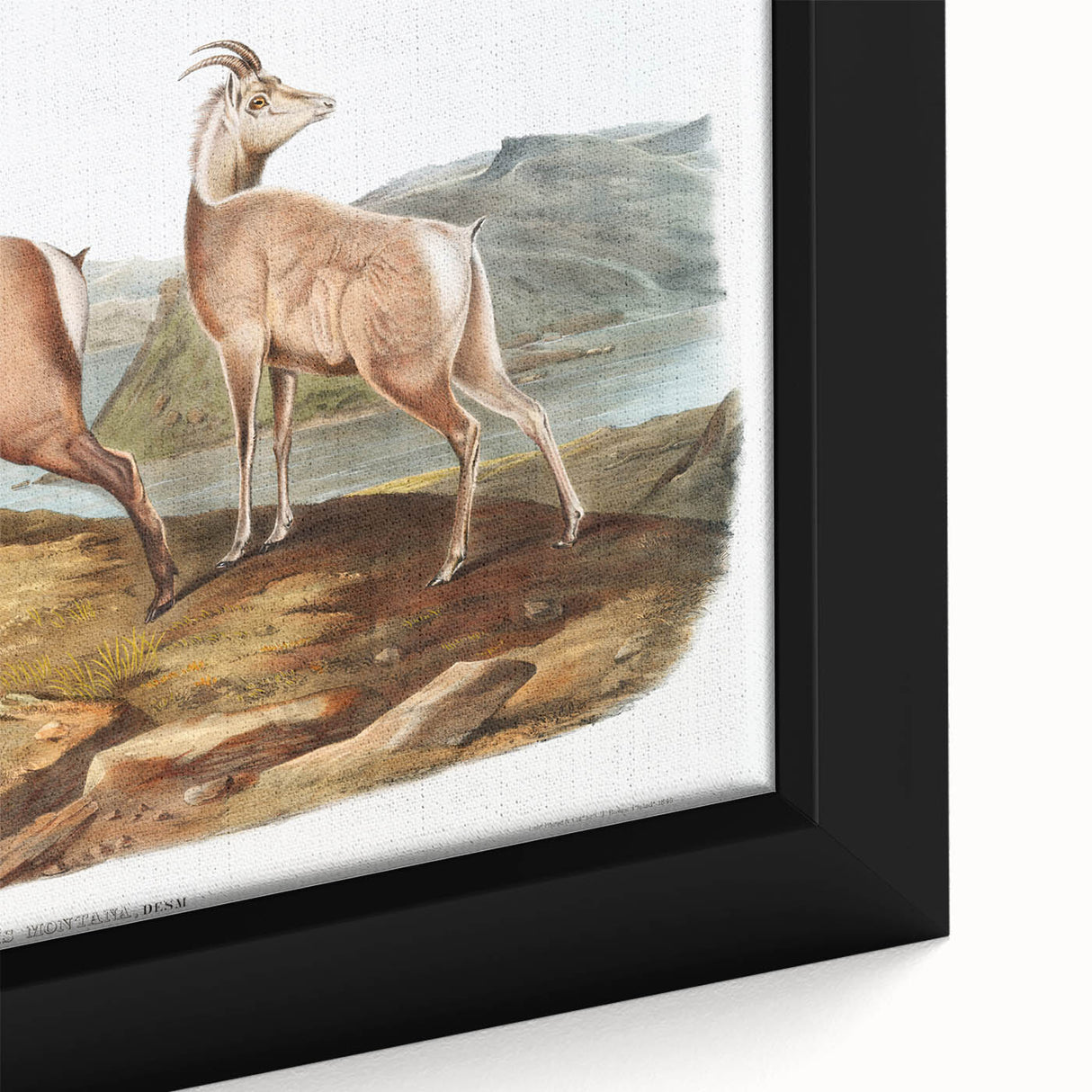 RomanticRomanticism Art - Rocky Mountain Sheep - Classic Animal Printism Art - Marriage A-la-Mode 3 - Classic Romantic Print (Copy)