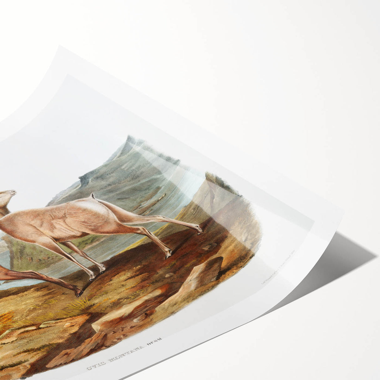 RomanticRomanticism Art - Rocky Mountain Sheep - Classic Animal Printism Art - Marriage A-la-Mode 3 - Classic Romantic Print (Copy)