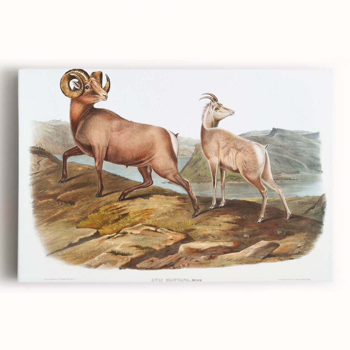 RomanticRomanticism Art - Rocky Mountain Sheep - Classic Animal Printism Art - Marriage A-la-Mode 3 - Classic Romantic Print (Copy)