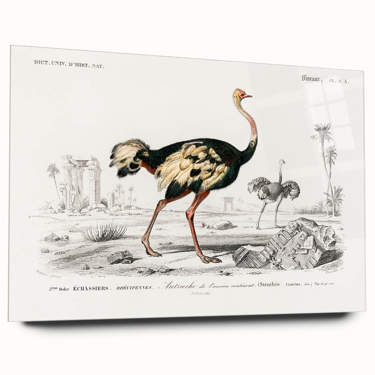 Romanticism Art - Struthio Illustration - Classic Ornithological Print