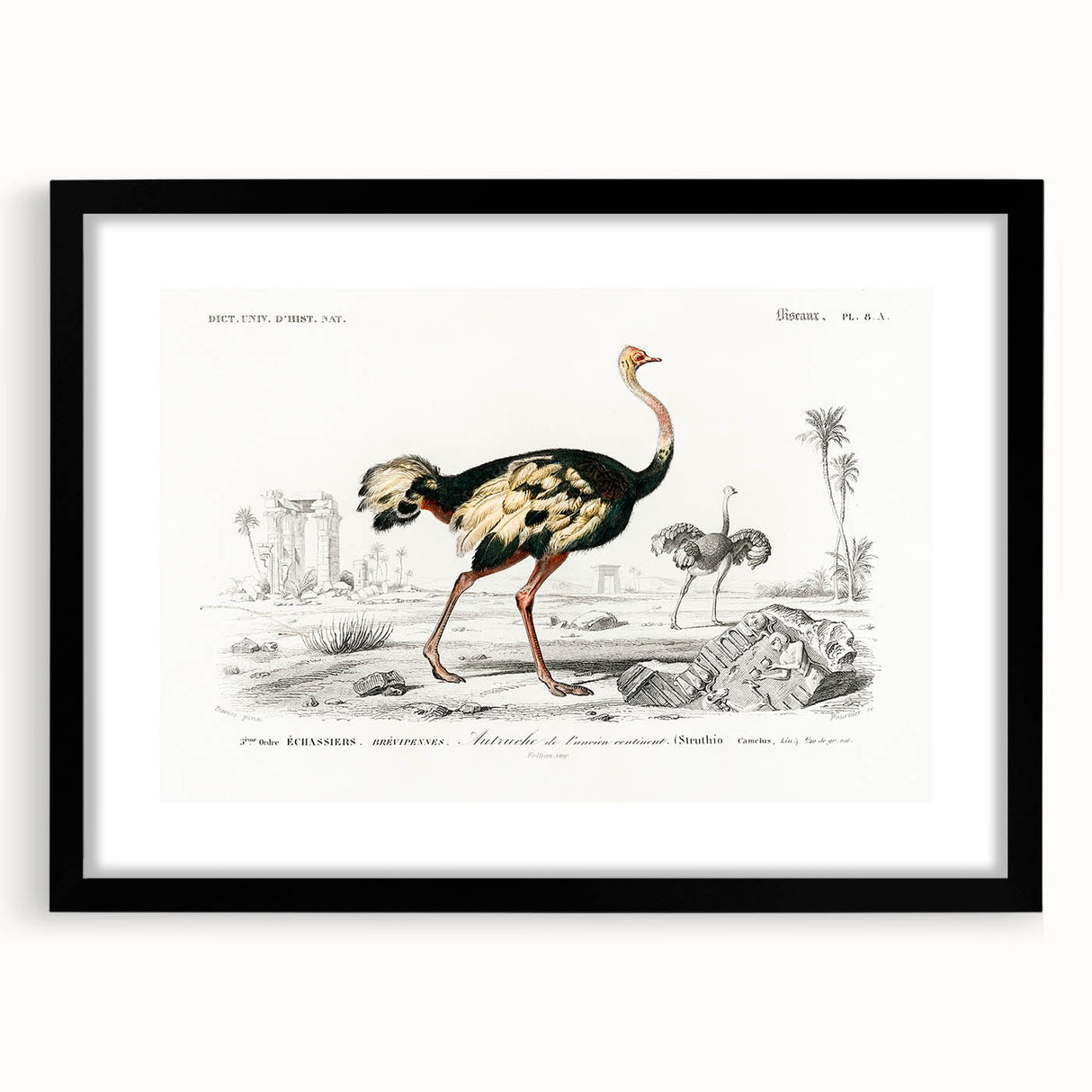 Romanticism Art - Struthio Illustration - Classic Ornithological Print