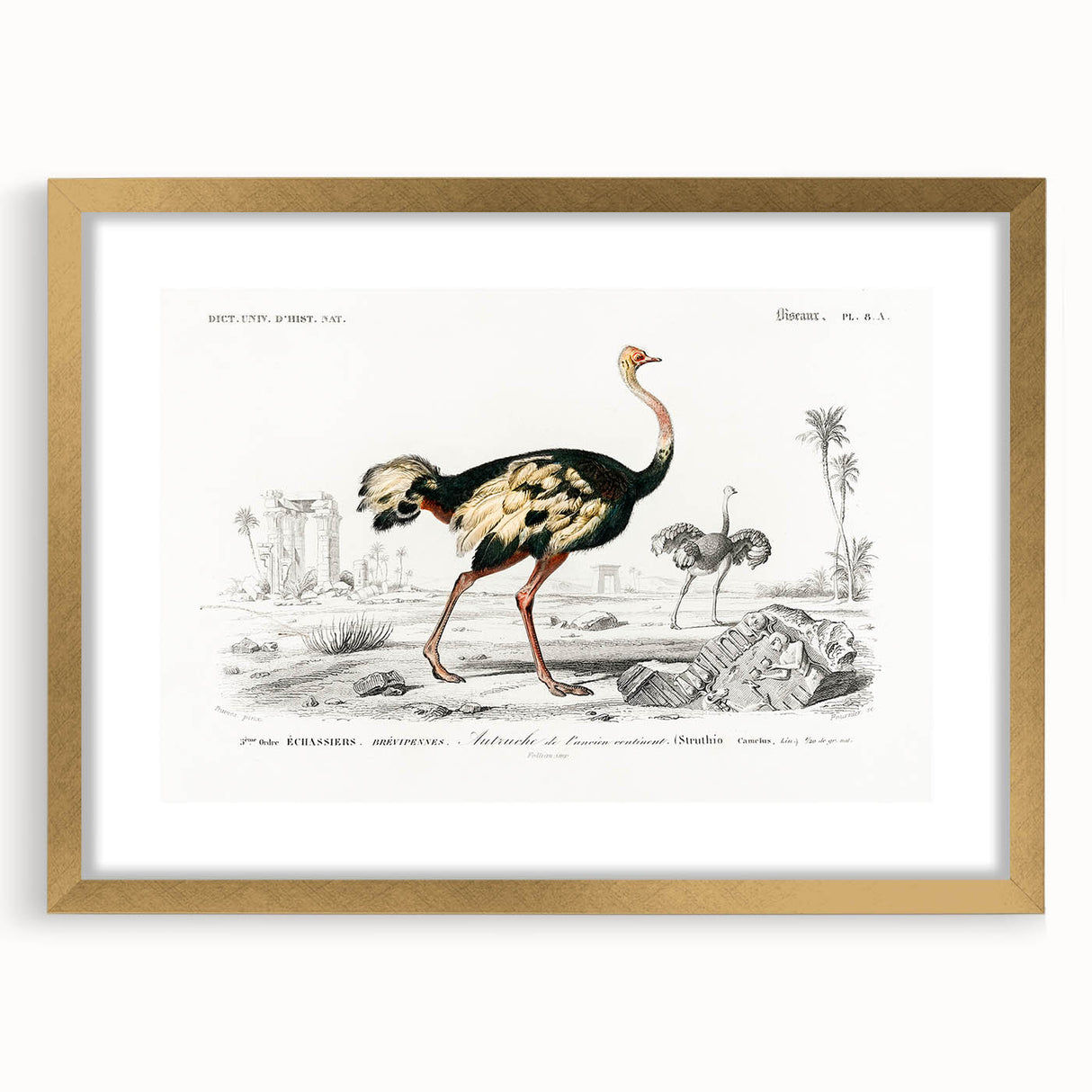 Romanticism Art - Struthio Illustration - Classic Ornithological Print