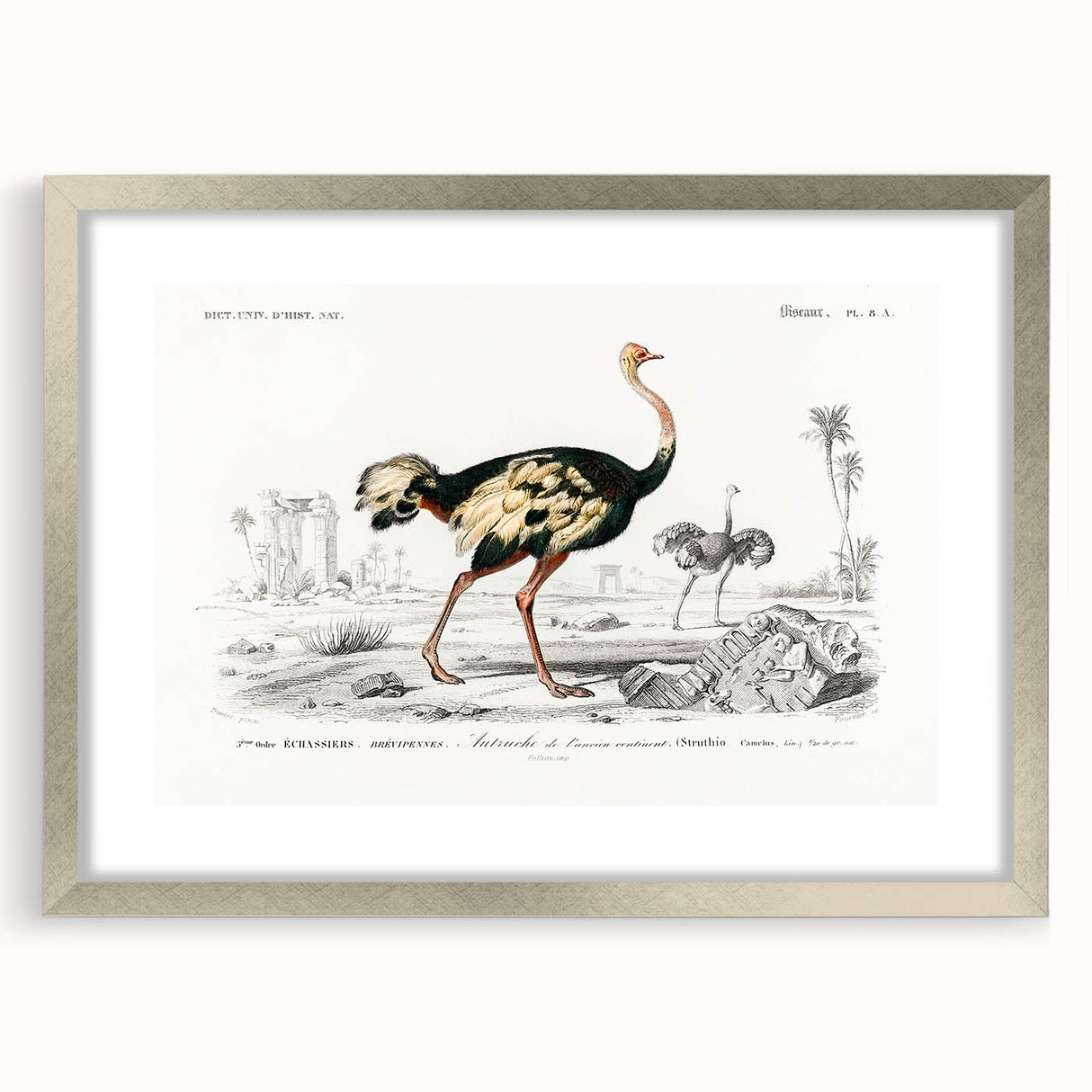 Romanticism Art - Struthio Illustration - Classic Ornithological Print