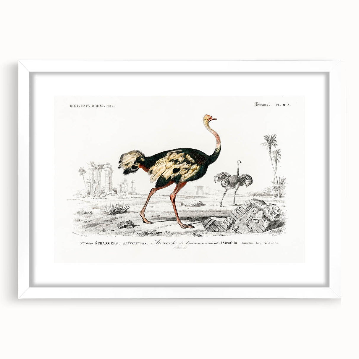 Romanticism Art - Struthio Illustration - Classic Ornithological Print