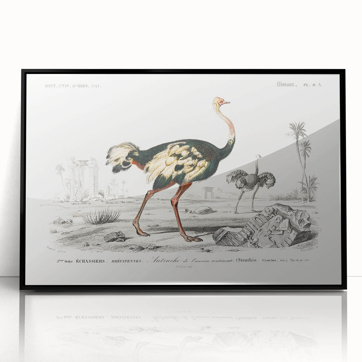 Romanticism Art - Struthio Illustration - Classic Ornithological Print