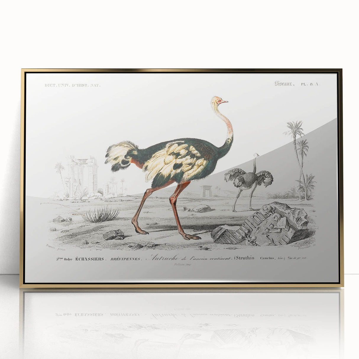 Romanticism Art - Struthio Illustration - Classic Ornithological Print