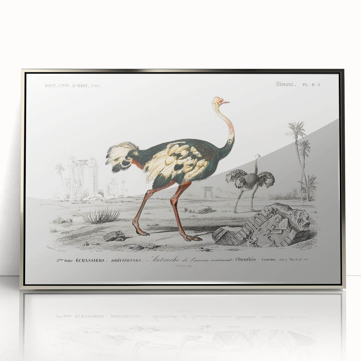 Romanticism Art - Struthio Illustration - Classic Ornithological Print