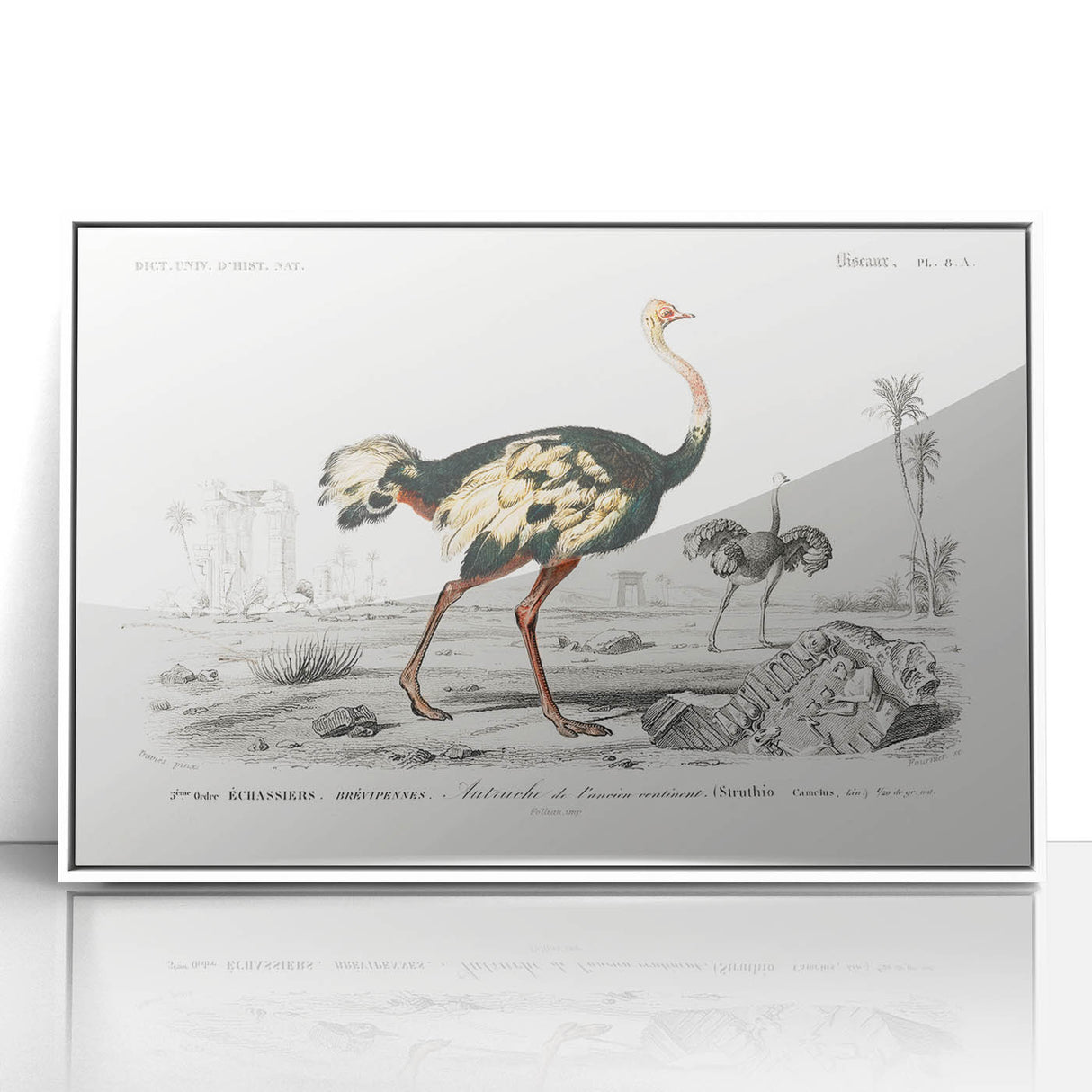 Romanticism Art - Struthio Illustration - Classic Ornithological Print
