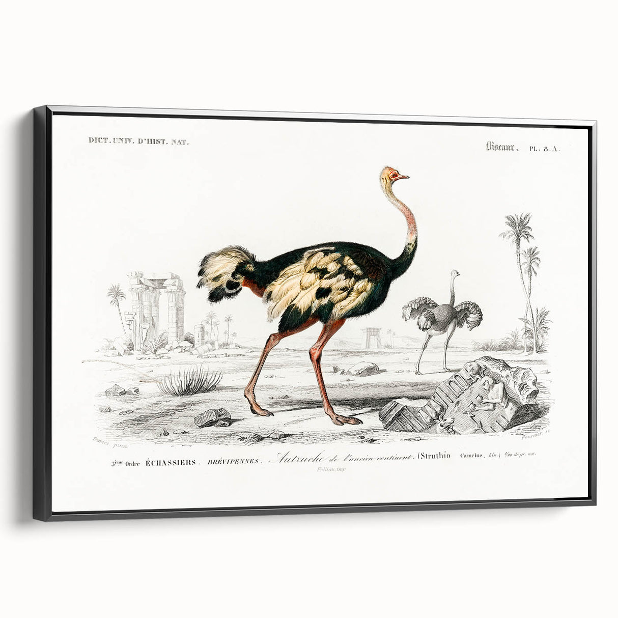 Romanticism Art - Struthio Illustration - Classic Ornithological Print