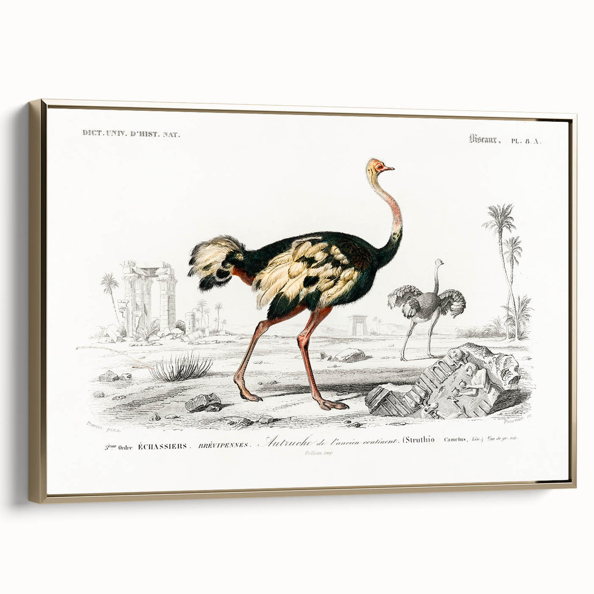 Romanticism Art - Struthio Illustration - Classic Ornithological Print