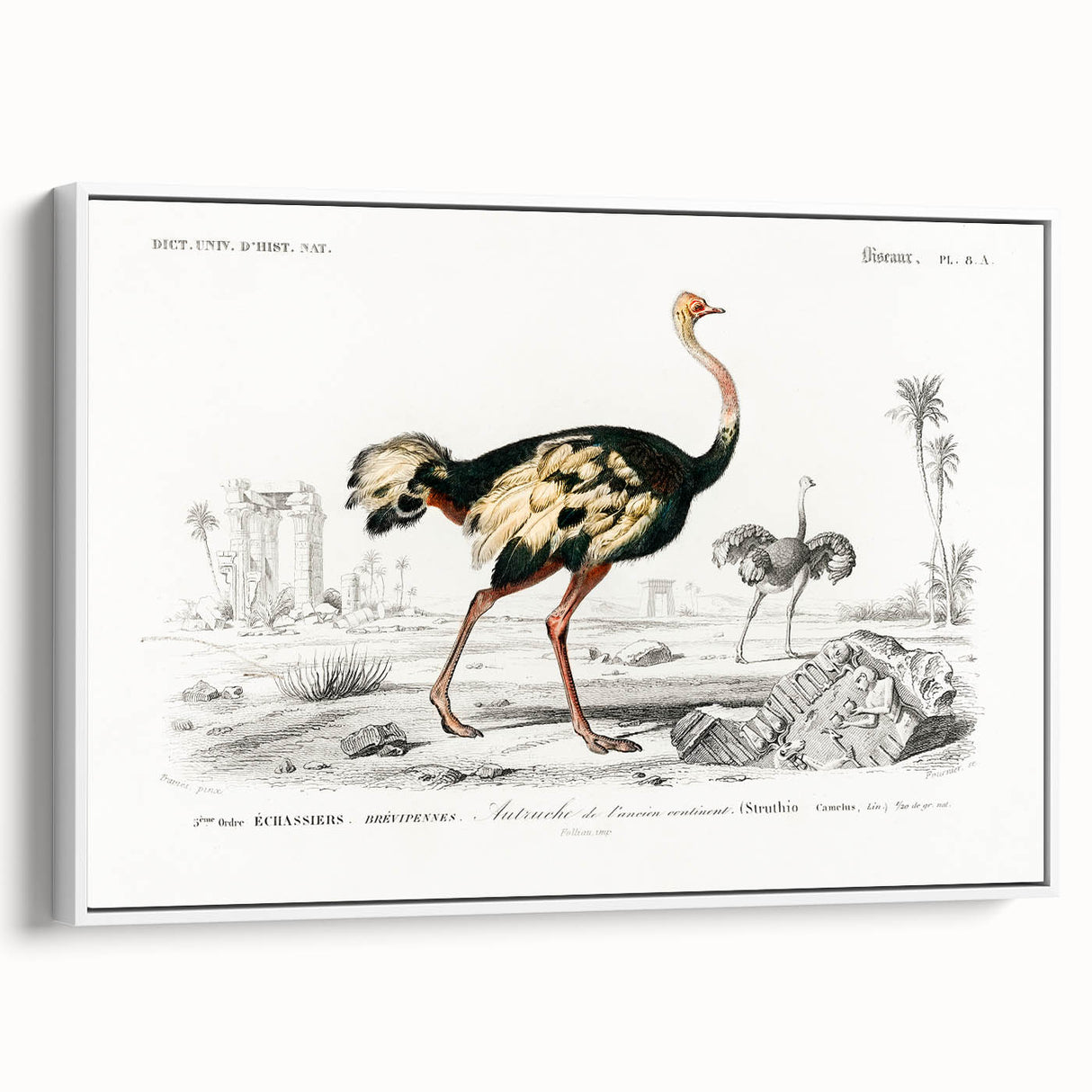 Romanticism Art - Struthio Illustration - Classic Ornithological Print