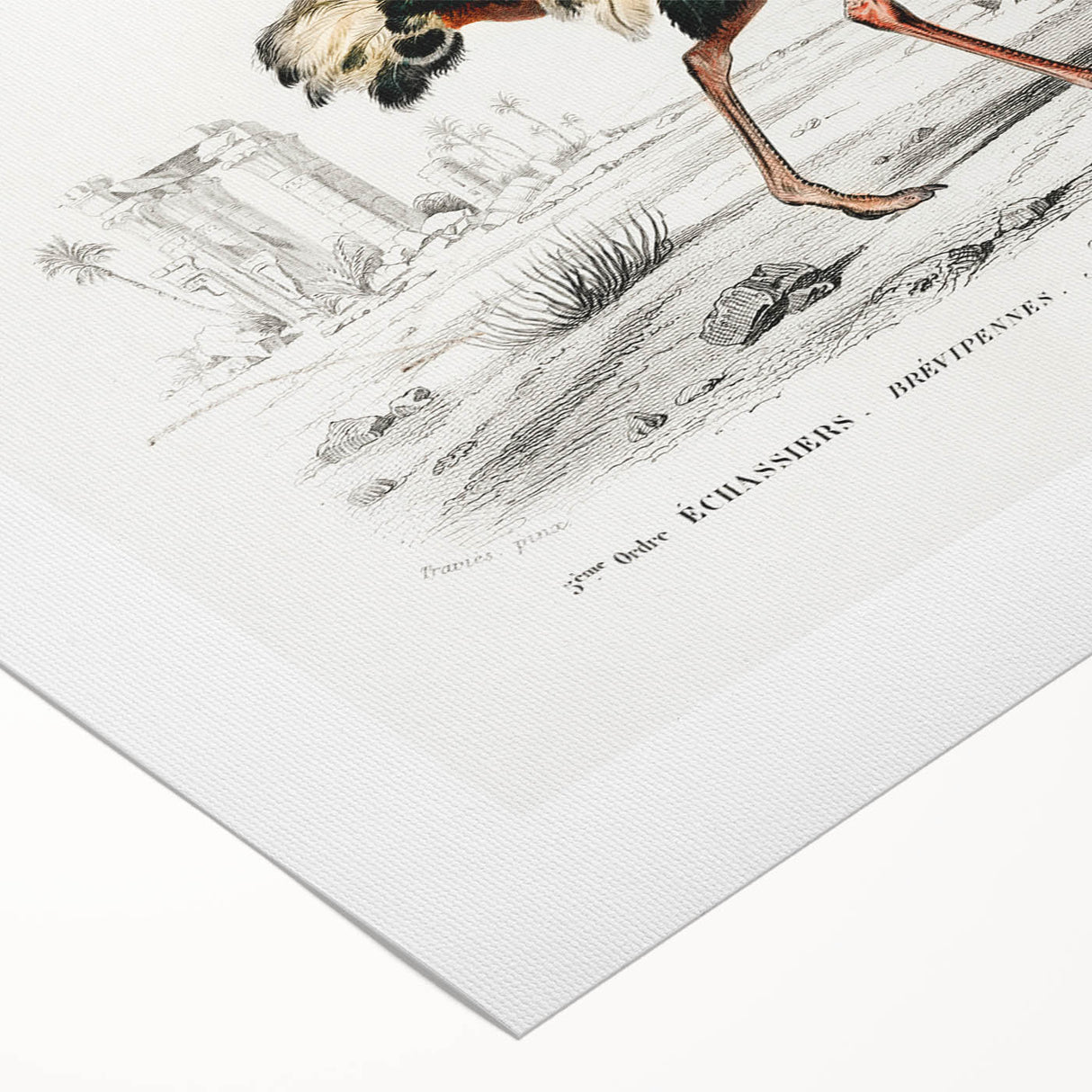 Romanticism Art - Struthio Illustration - Classic Ornithological Print