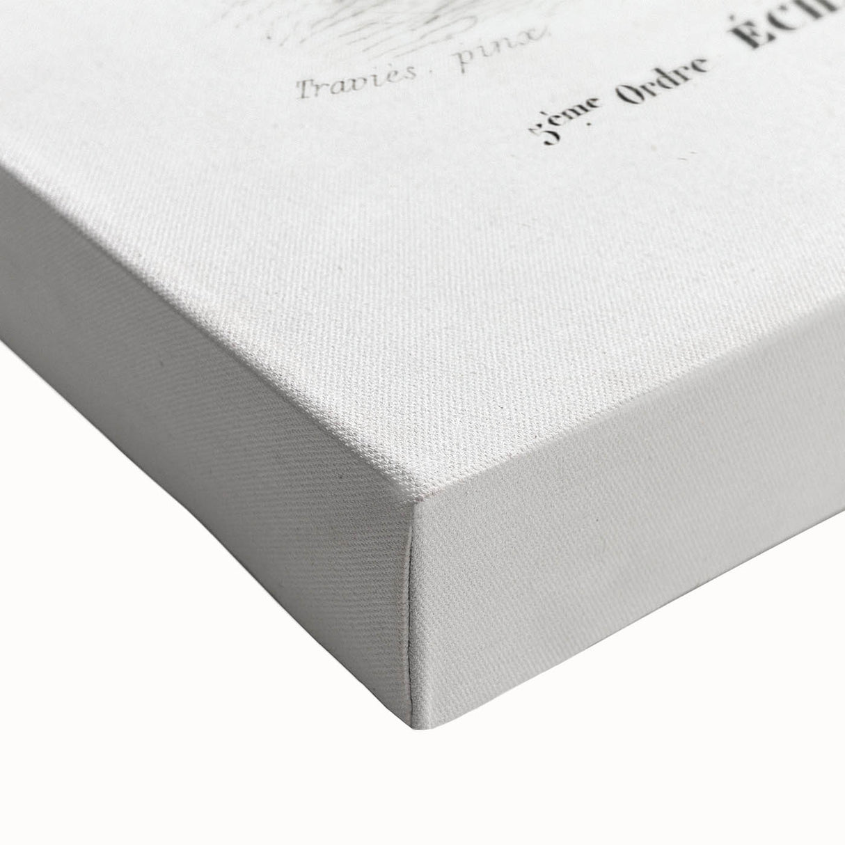 Romanticism Art - Struthio Illustration - Classic Ornithological Print