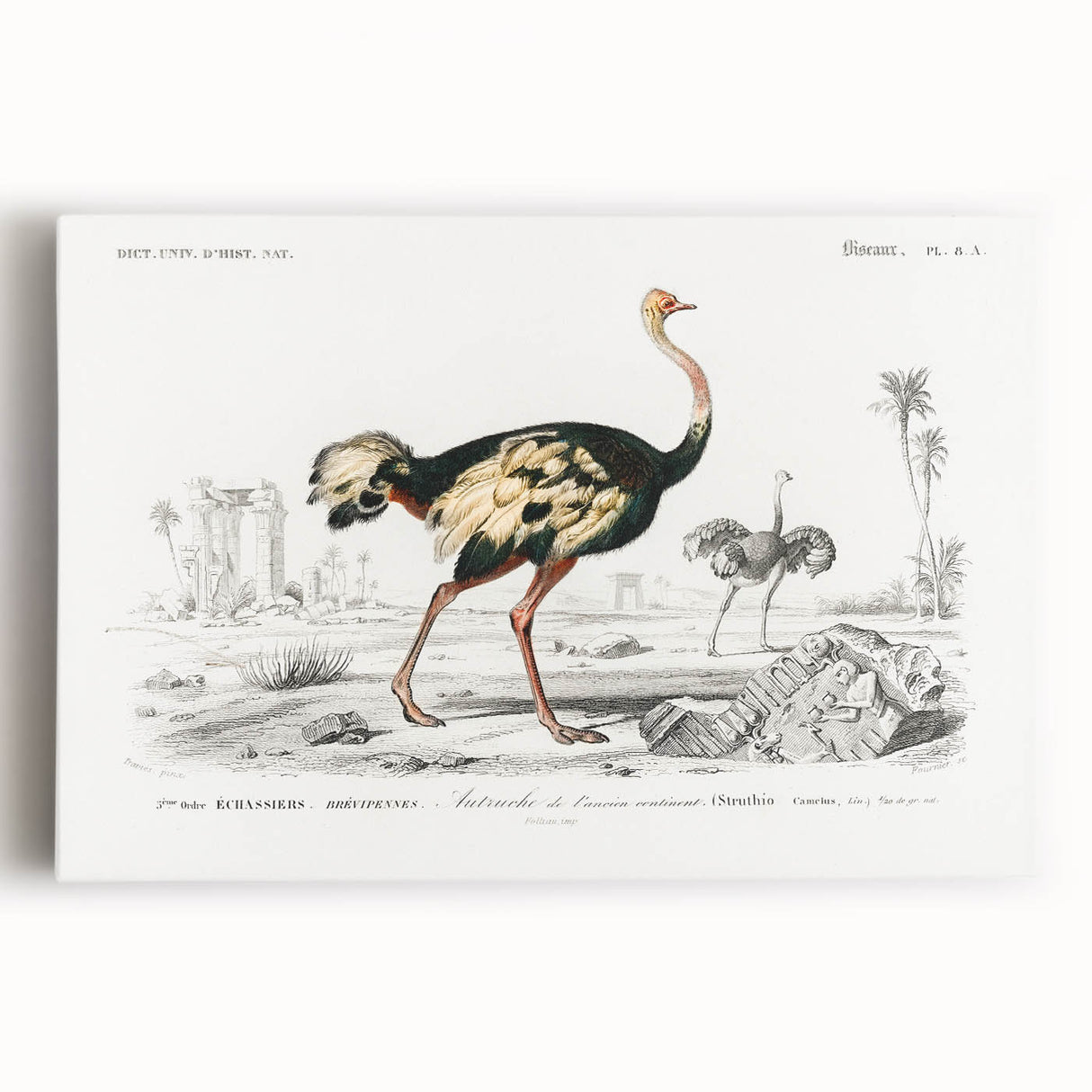 Romanticism Art - Struthio Illustration - Classic Ornithological Print