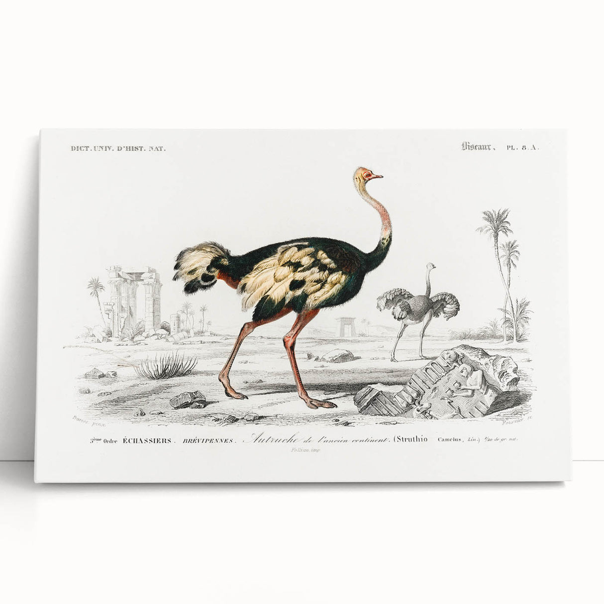 Romanticism Art - Struthio Illustration - Classic Ornithological Print