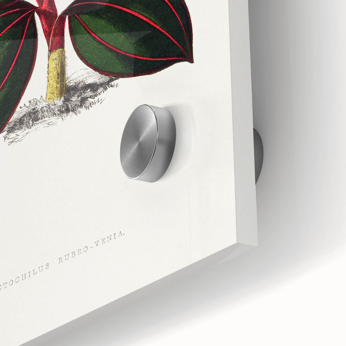 Romanticism Art - Ancectochilus Rubro-Venia - Classic Botanical Print